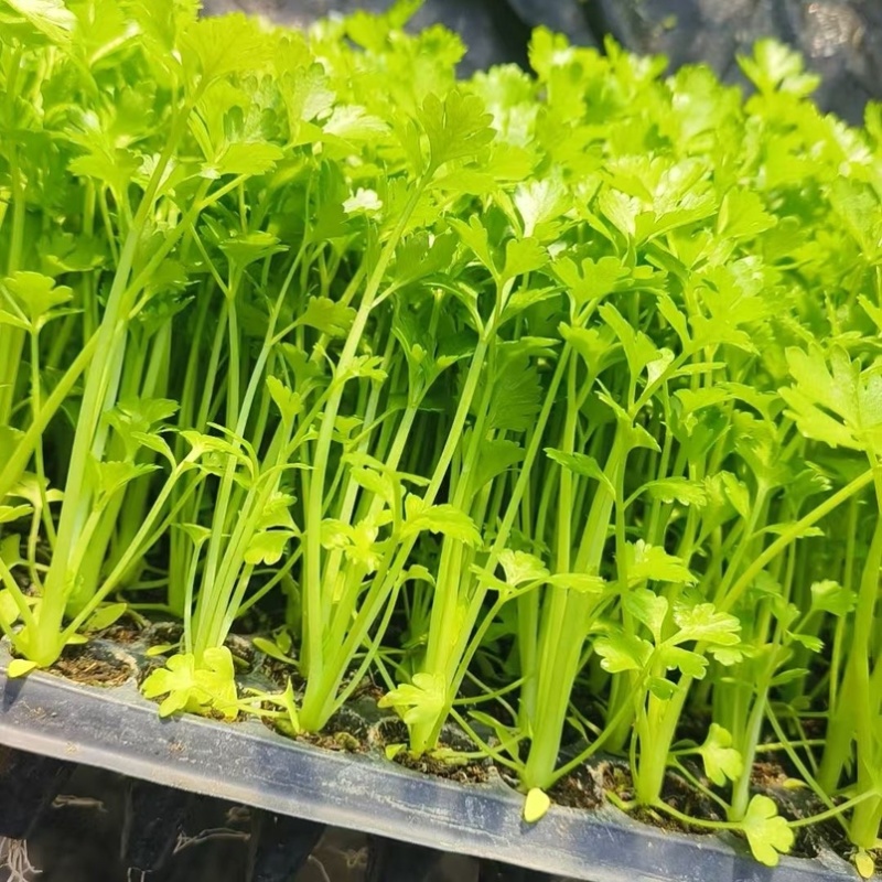 穴盘芹菜苗西芹苗法国皇后200穴盘芹菜苗，基地直发