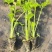 穴盘芹菜苗西芹苗法国皇后200穴盘芹菜苗，基地直发