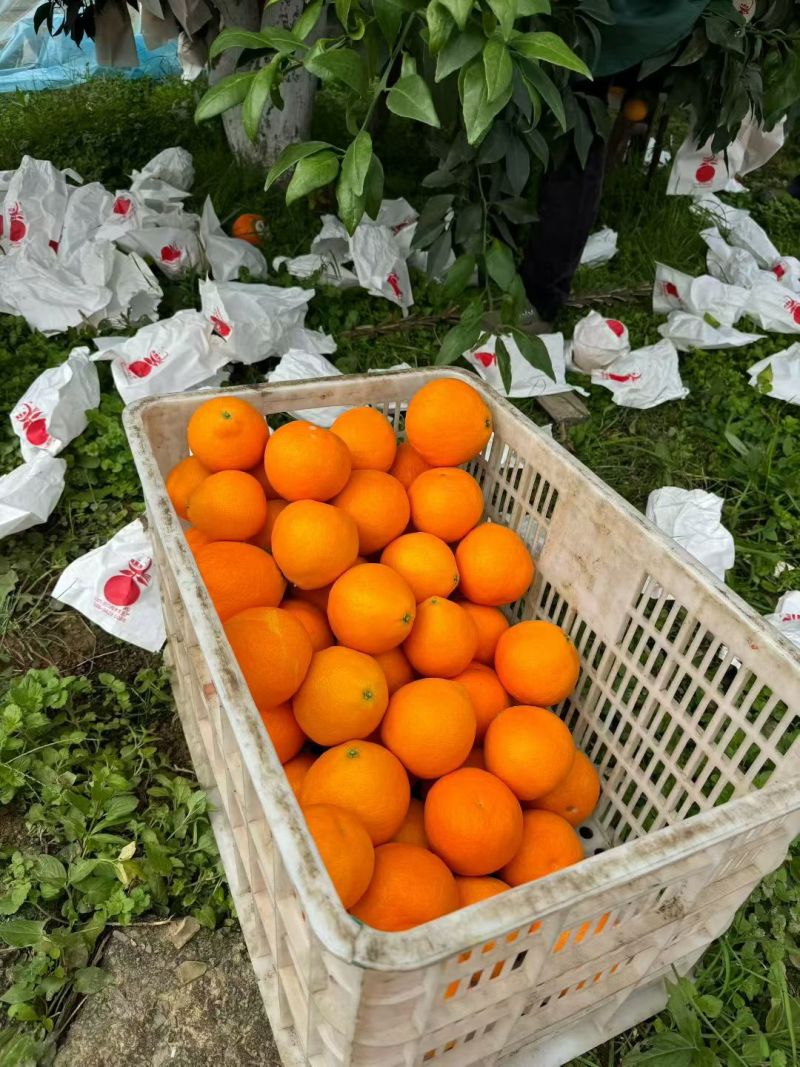 湖北九月红果冻橙水分足甜度高，可视频看货对接全国市场电商