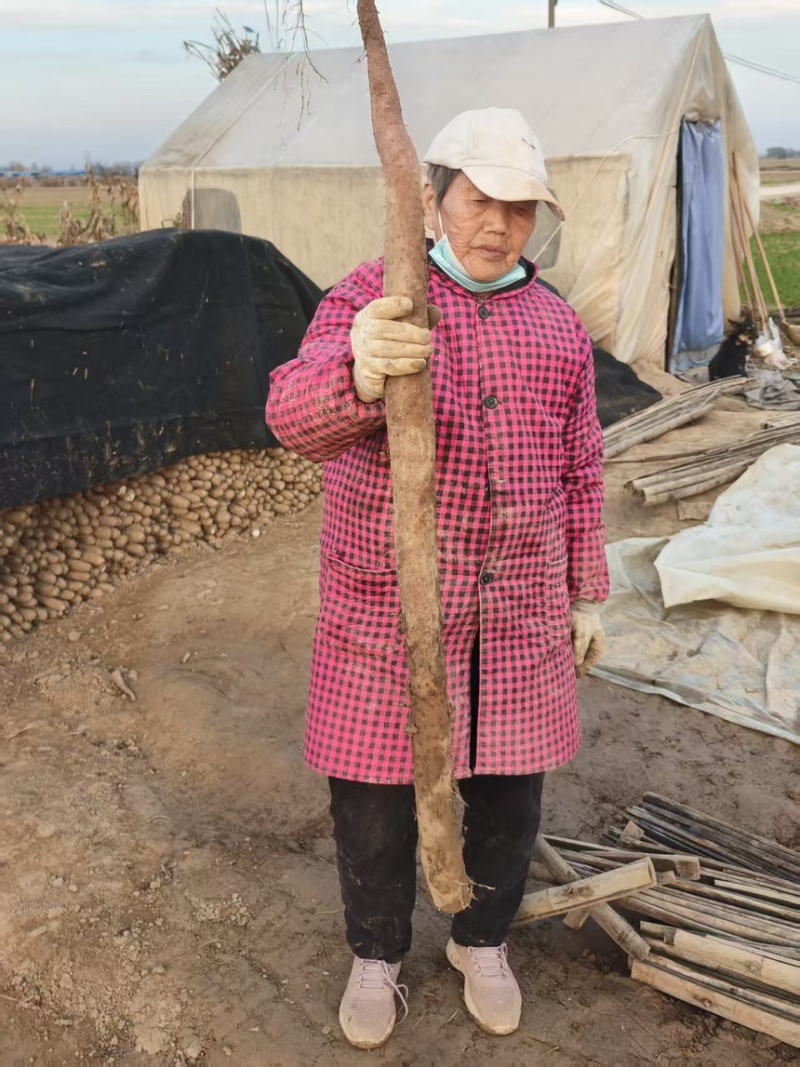 华州区白玉山药大量上市中产地直发价格随行就市欢迎咨询