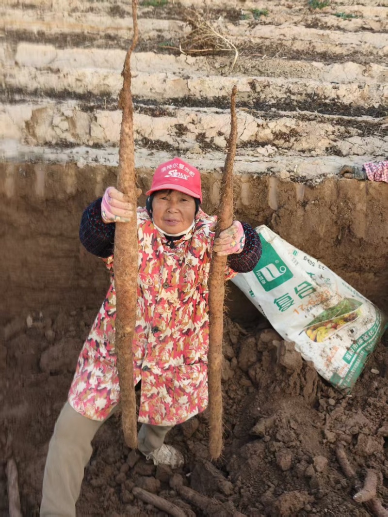 华州区白玉山药大量上市中产地直发价格随行就市欢迎咨询