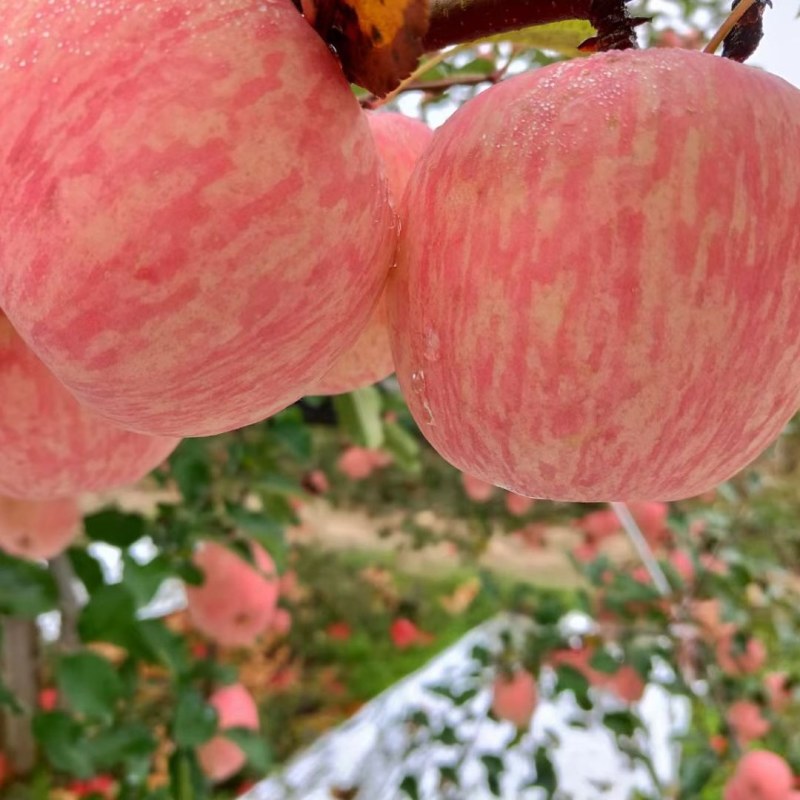 沂蒙山红富士