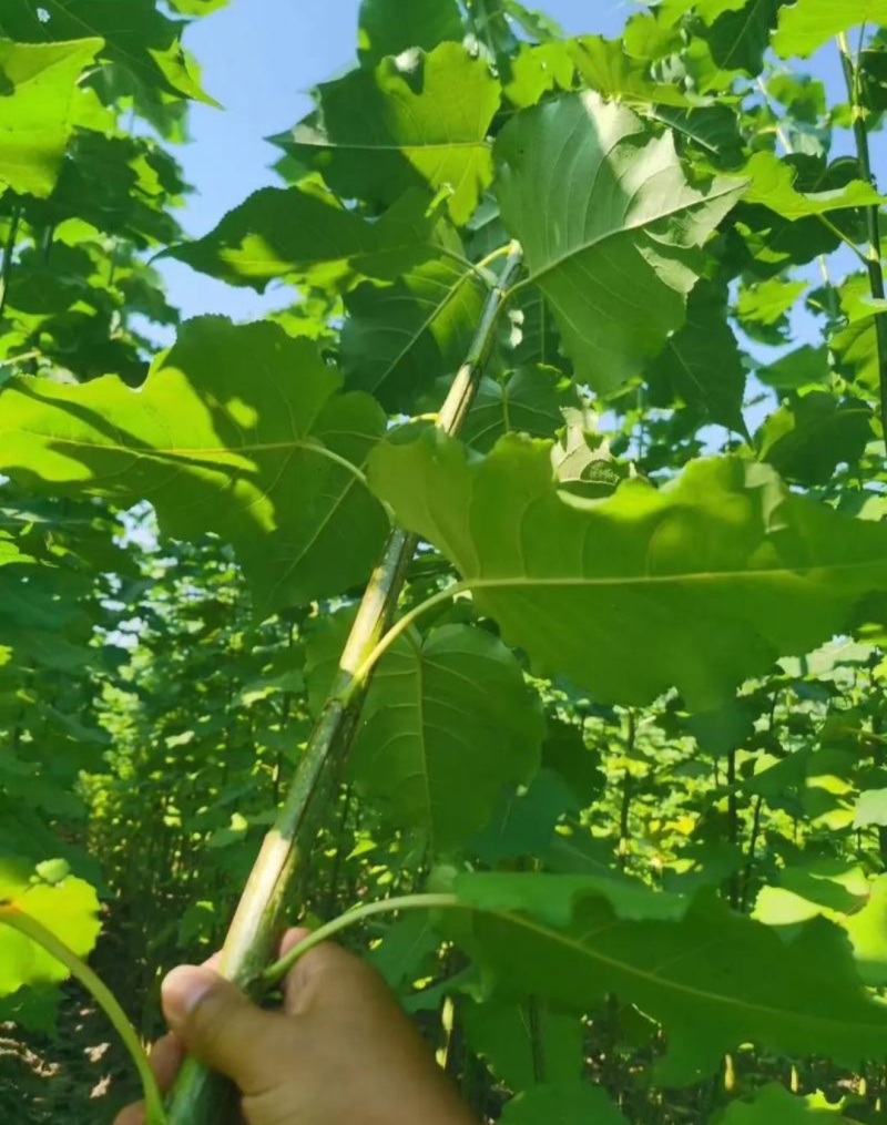 杨树苗107