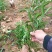 黄栀子苗药用栀子大杯苗种植成活率更高保质保量