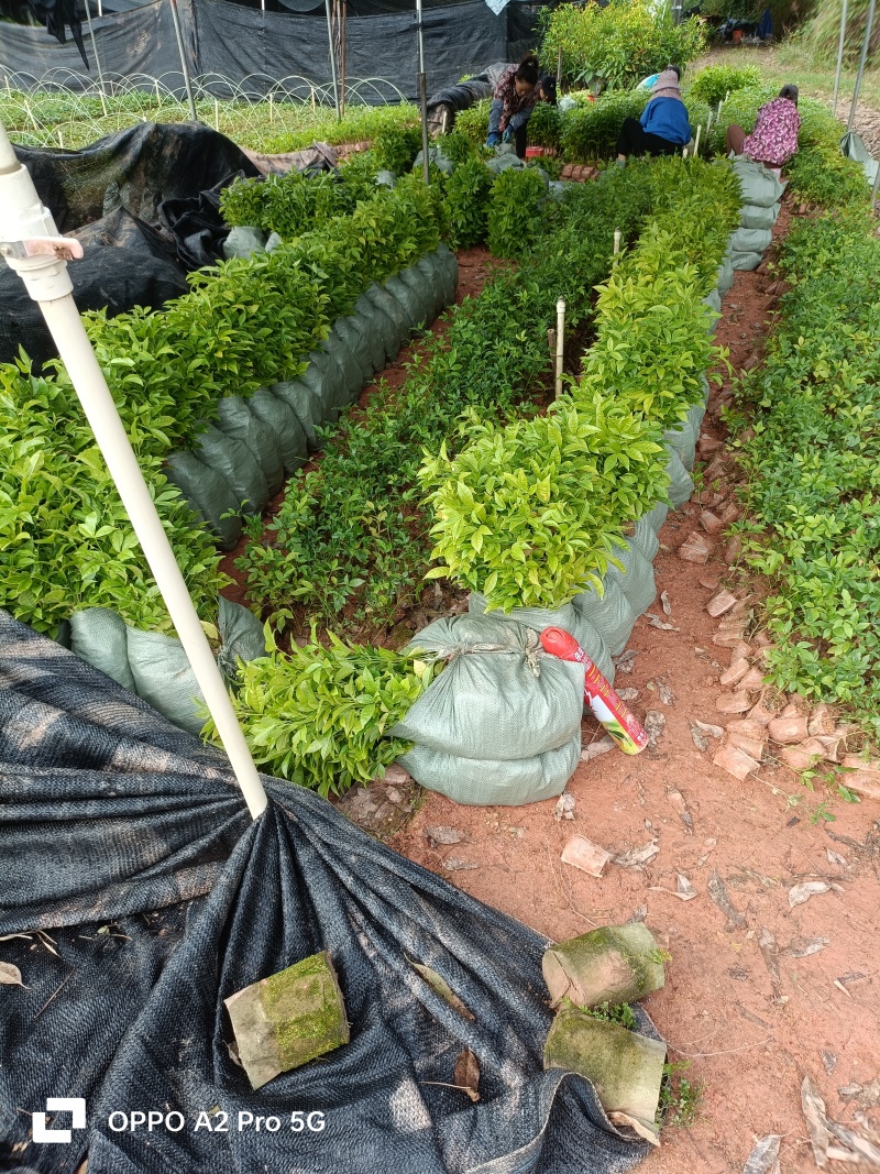 三叉苦杯苗钦州基地直发规格齐全保质保量供货