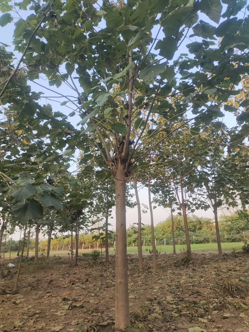 泡桐树全网供应优质泡桐树行道树紫花泡桐
