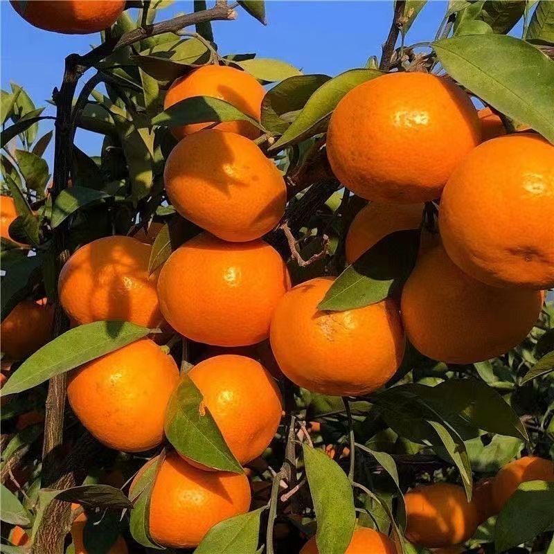 精品蜜橘产地发货一手货源批发质量保证价格美丽