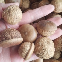 风流果石头果中药比发一手货源量大忧惠