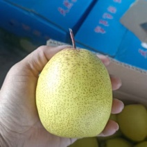 酥梨