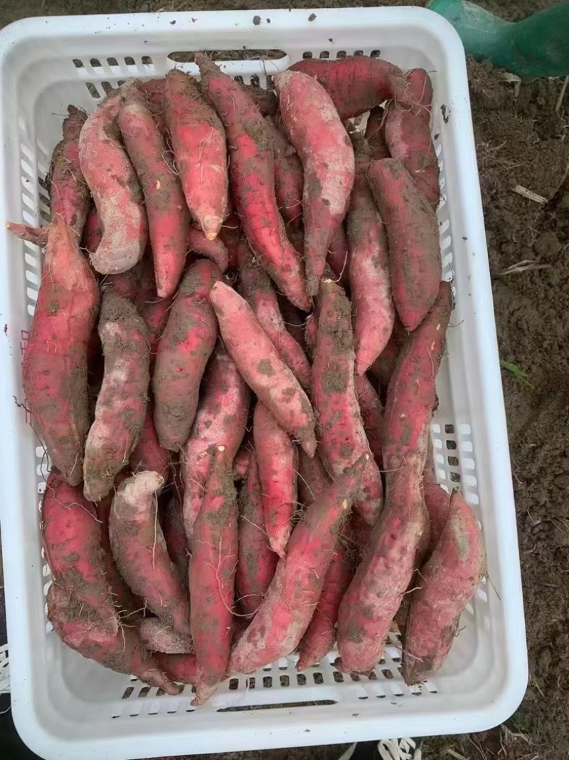 橙心红薯