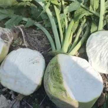 芥菜大葱