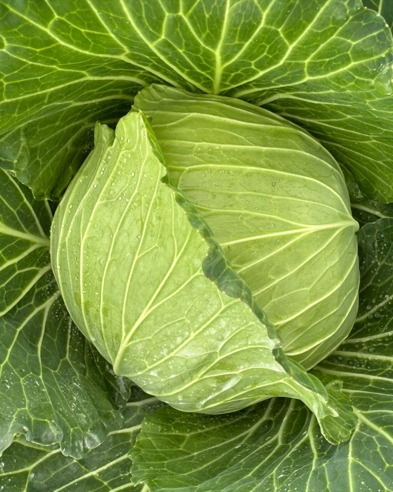 脆包菜大量上市圆白菜扁包菜。100亩大量上市