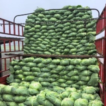 脆包菜大量上市圆白菜扁包菜。100亩大量上市