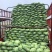 脆包菜大量上市圆白菜扁包菜。100亩大量上市
