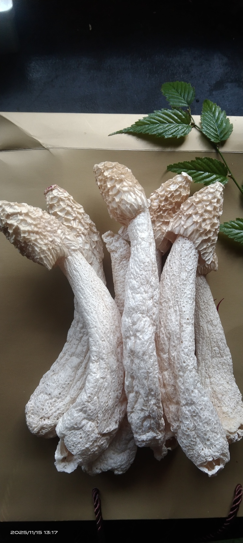 贵州毕节红星冬荪