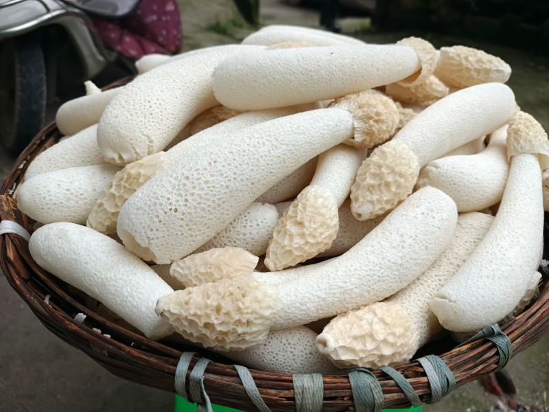贵州毕节红星冬荪