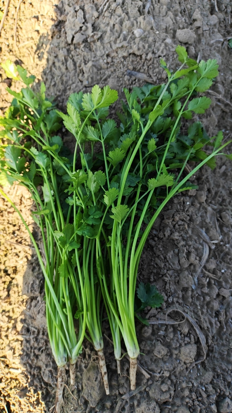 铁杆中叶香菜