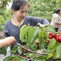 甘肃天水大樱桃树车厘子树苗