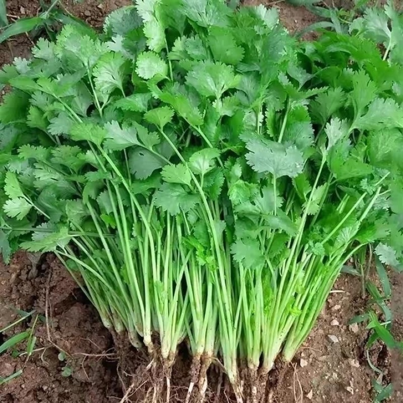 香菜山东香菜