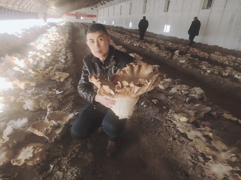 灵芝菇基地直供全国包邮