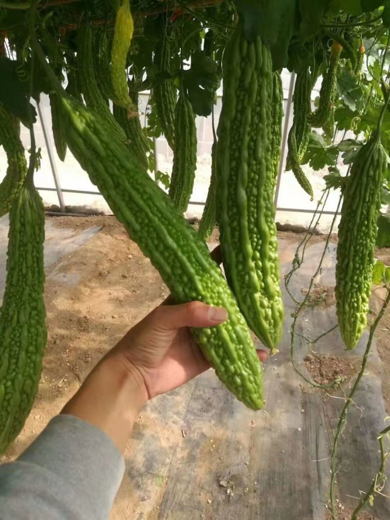翠龙绿色光亮苦瓜种子早熟抗病瓜条粗棒肉质脆嫩耐热