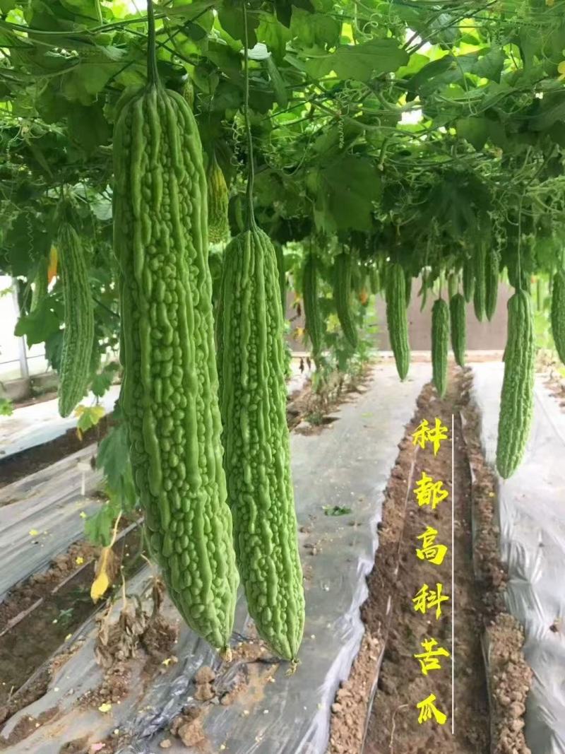 翠龙绿色光亮苦瓜种子早熟抗病瓜条粗棒肉质脆嫩耐热