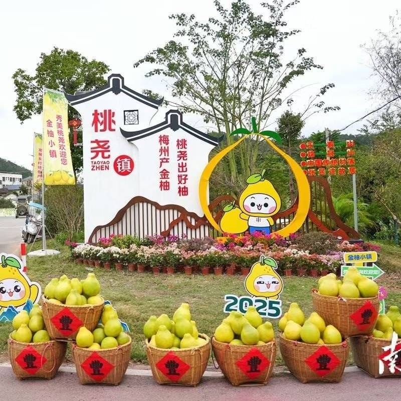 高山精品沙田柚，自己果园直销，数量5万斤。