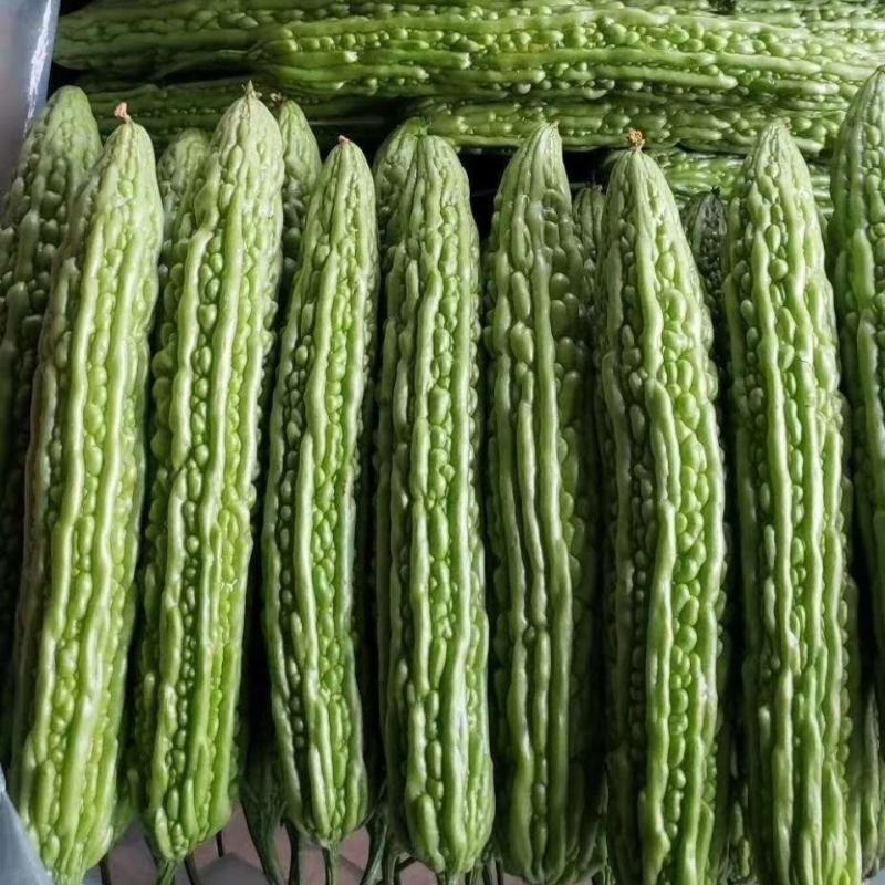 翠丰苦瓜种子绿疙瘩苦瓜籽长棒型微苦菜园露天大棚搭架蔬菜种