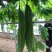 翠丰苦瓜种子绿疙瘩苦瓜籽长棒型微苦菜园露天大棚搭架蔬菜种