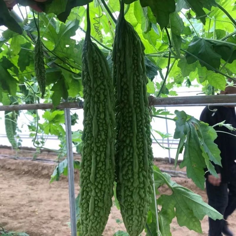 翠丰苦瓜种子绿疙瘩苦瓜籽长棒型微苦菜园露天大棚搭架蔬菜种