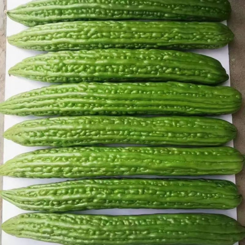 翠丰苦瓜种子绿疙瘩苦瓜籽长棒型微苦菜园露天大棚搭架蔬菜种