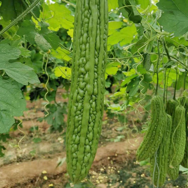 翠丰苦瓜种子绿疙瘩苦瓜籽长棒型微苦菜园露天大棚搭架蔬菜种