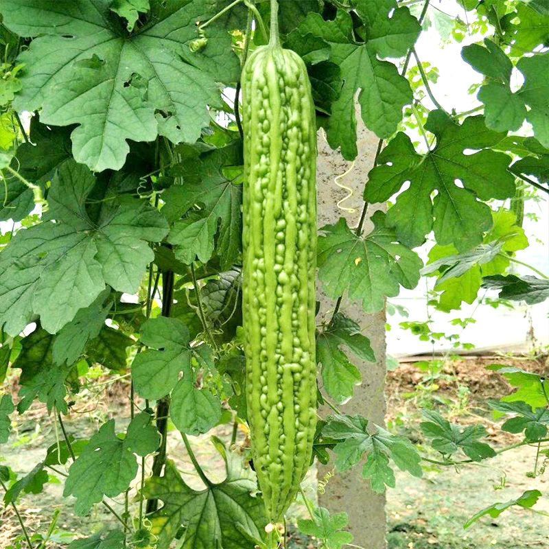 翠丰苦瓜种子绿疙瘩苦瓜籽长棒型微苦菜园露天大棚搭架蔬菜种