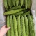 翠丰苦瓜种子绿疙瘩苦瓜籽长棒型微苦菜园露天大棚搭架蔬菜种