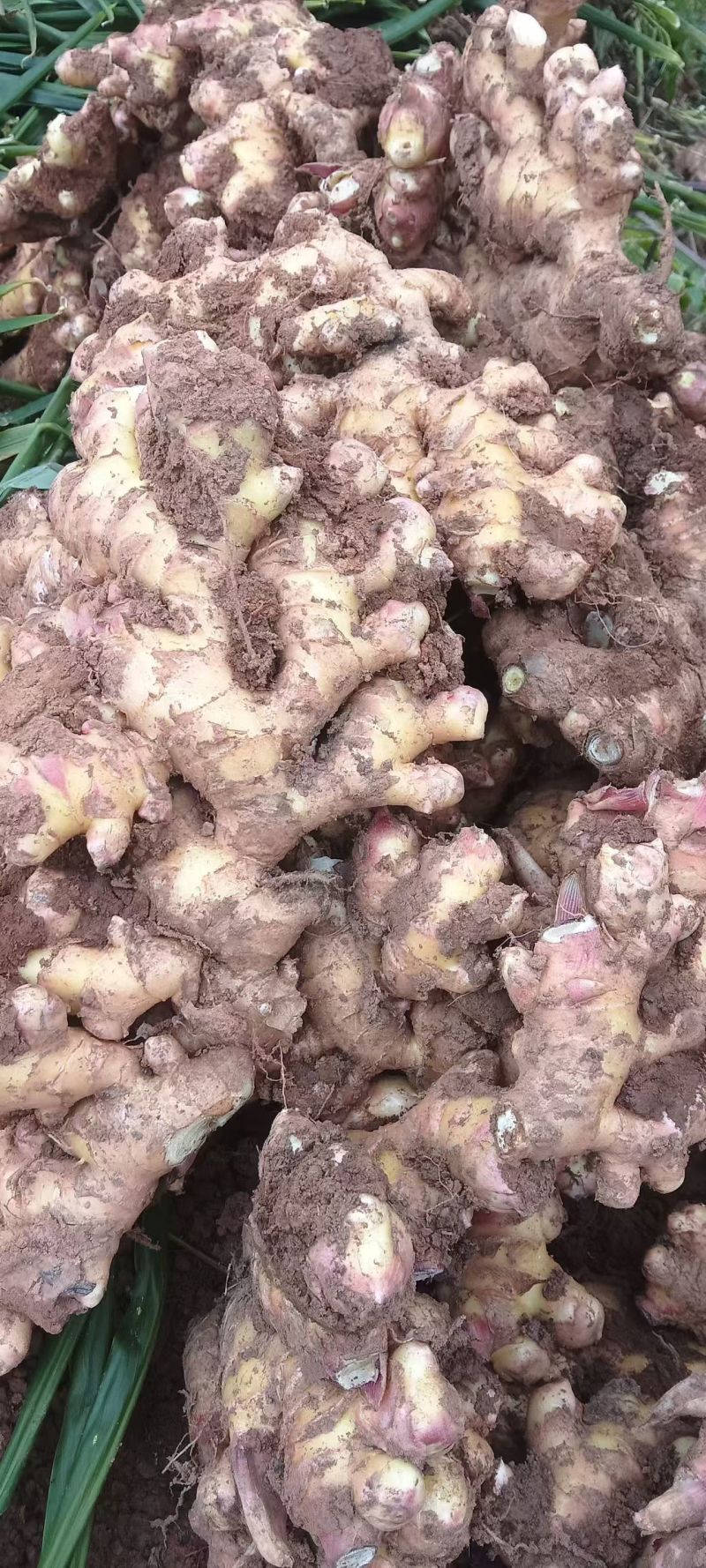 生姜