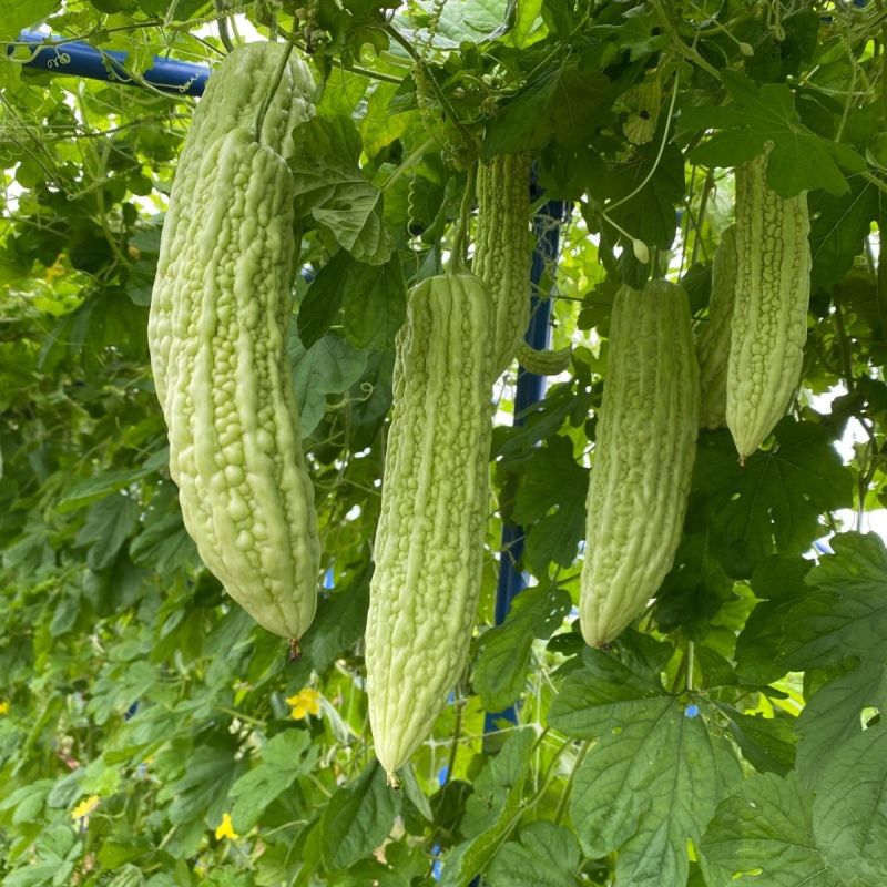 传奇苦瓜种子淡白绿早熟抗病性强分枝能力强产量高基地专用