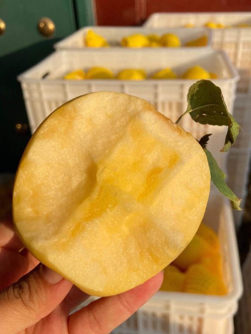 【免代办费】黄金维纳斯苹果/烟台苹果/现货供应/欢迎来电