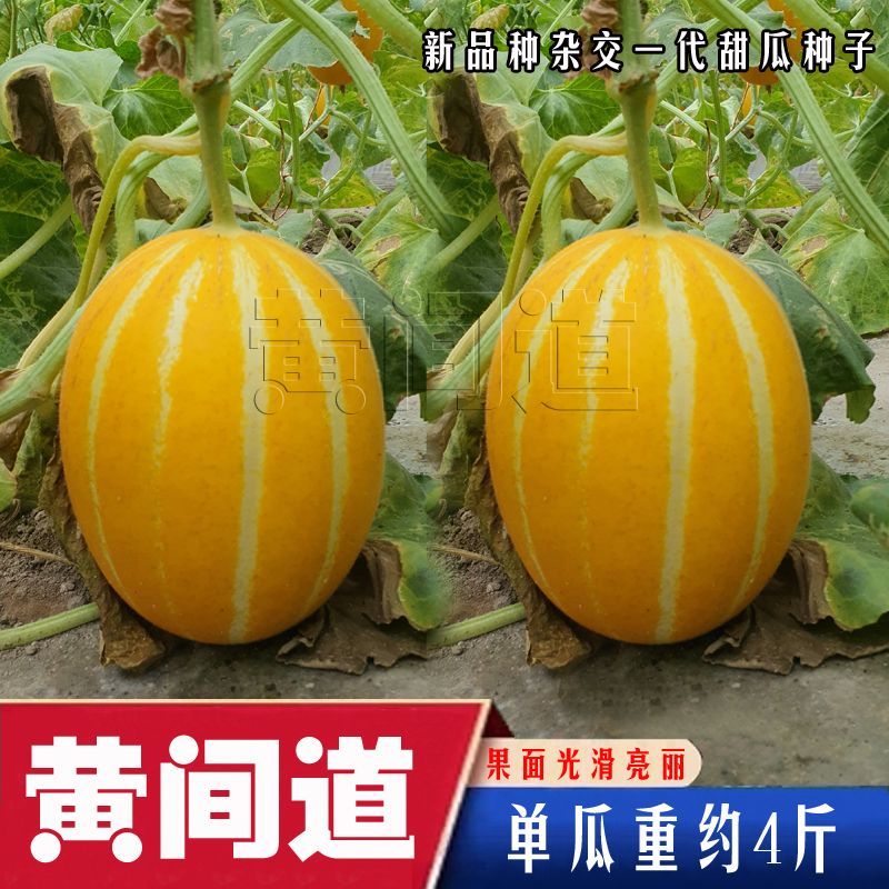 黄间道黄皮白肉甜瓜种子杂交中熟抗病含糖高香瓜种籽农家春夏