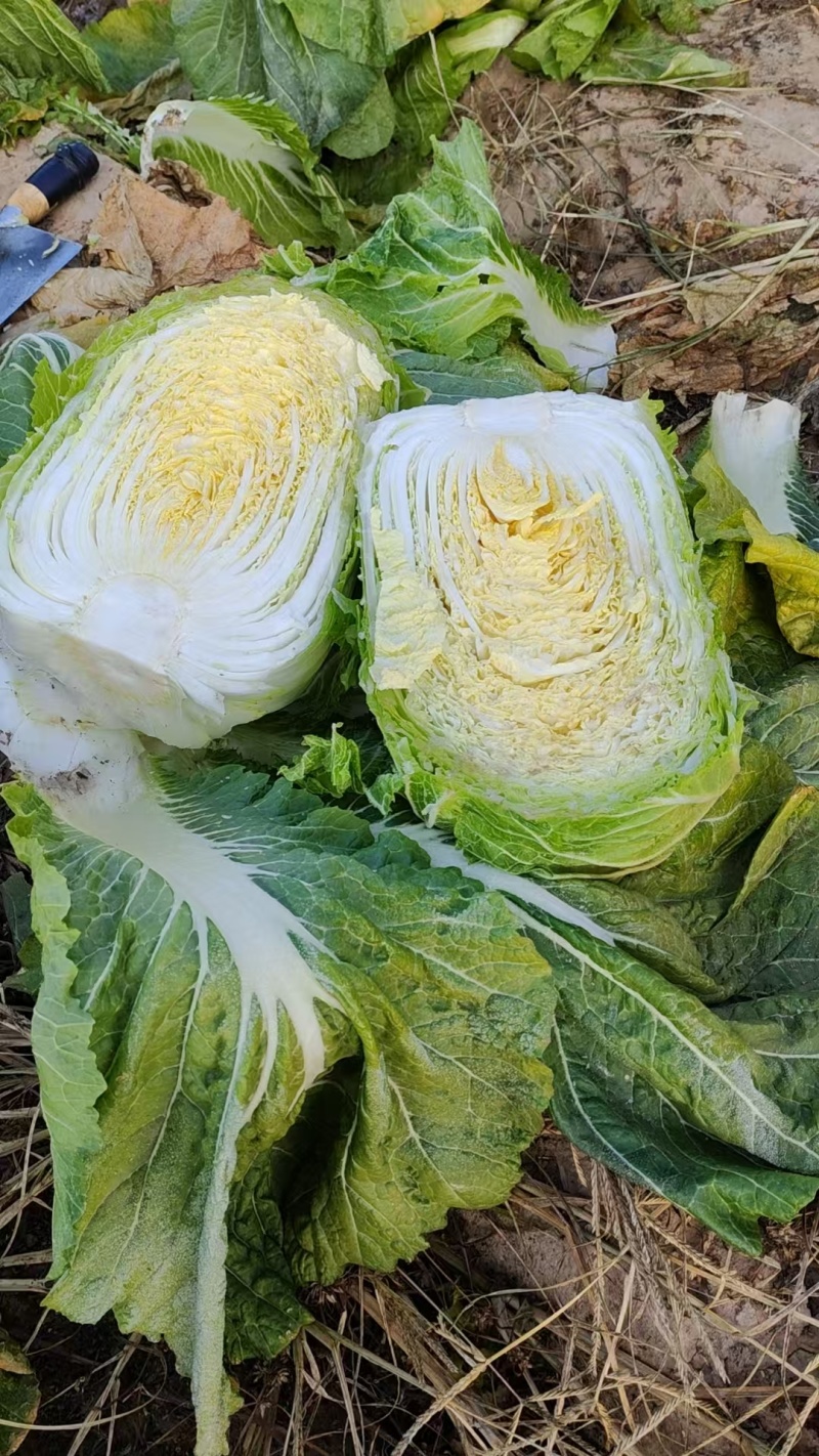 黄心大白菜