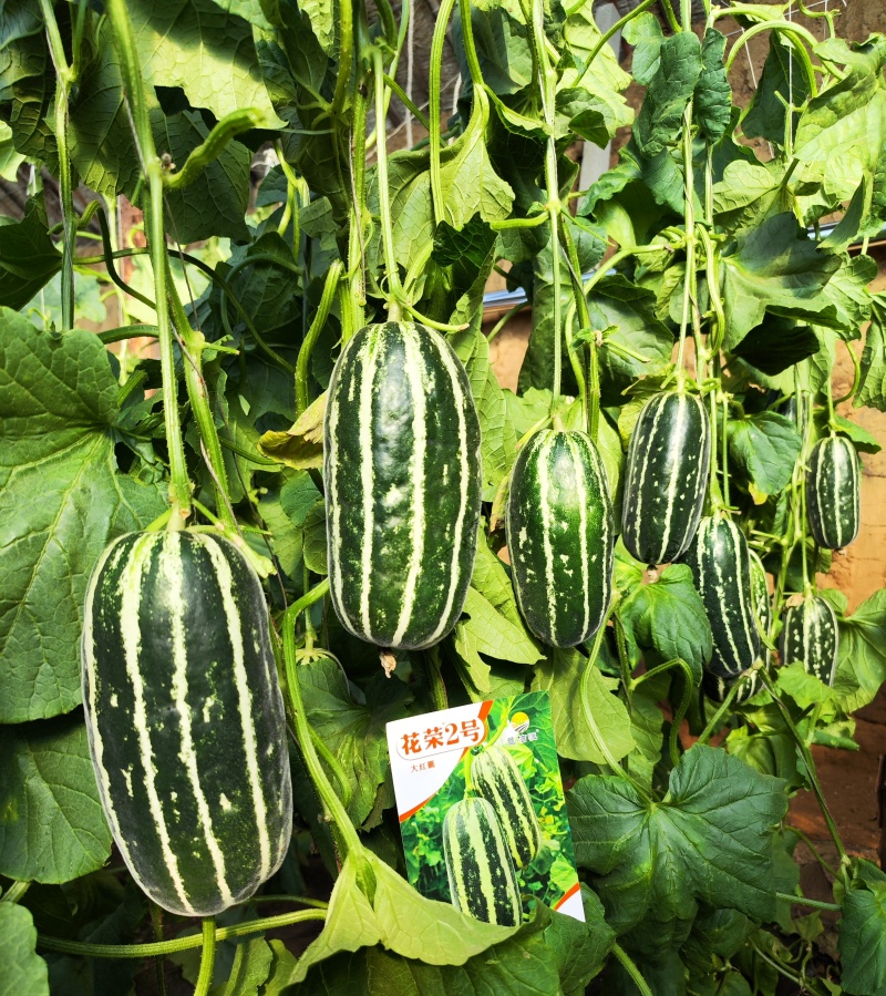 花荣2号甜瓜种子早熟加长薄皮绿肉红瓤酥瓜种籽酥脆香甜