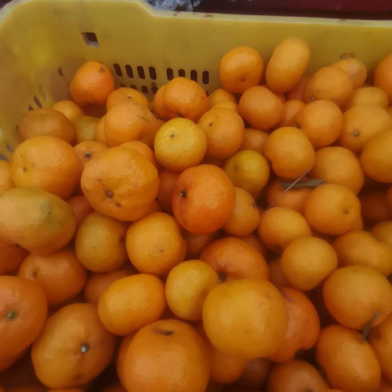 棉橘