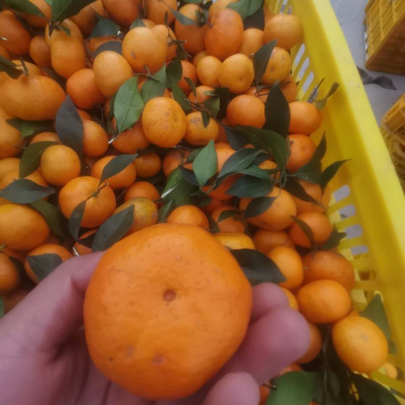 棉橘通货小果，