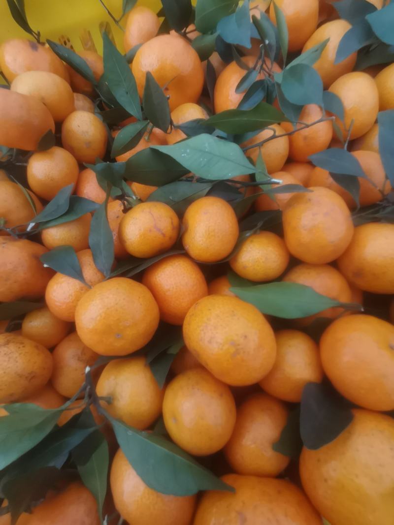 棉橘通货小果，