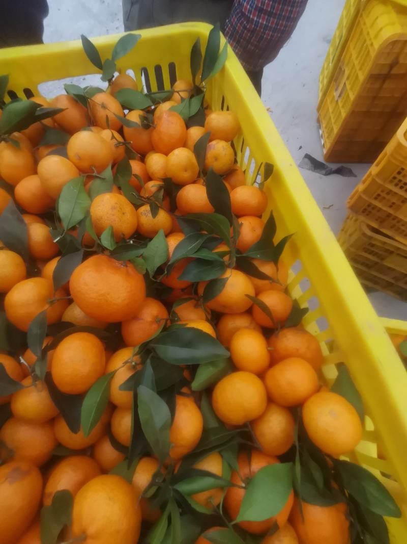 棉橘通货小果，