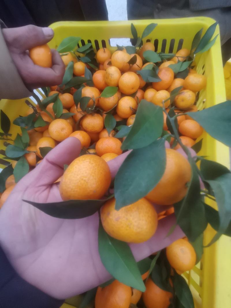 棉橘通货小果，