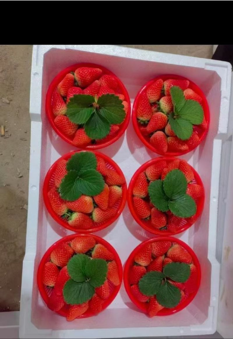 宁玉草莓大量上市有想法的老板看过来了！！！