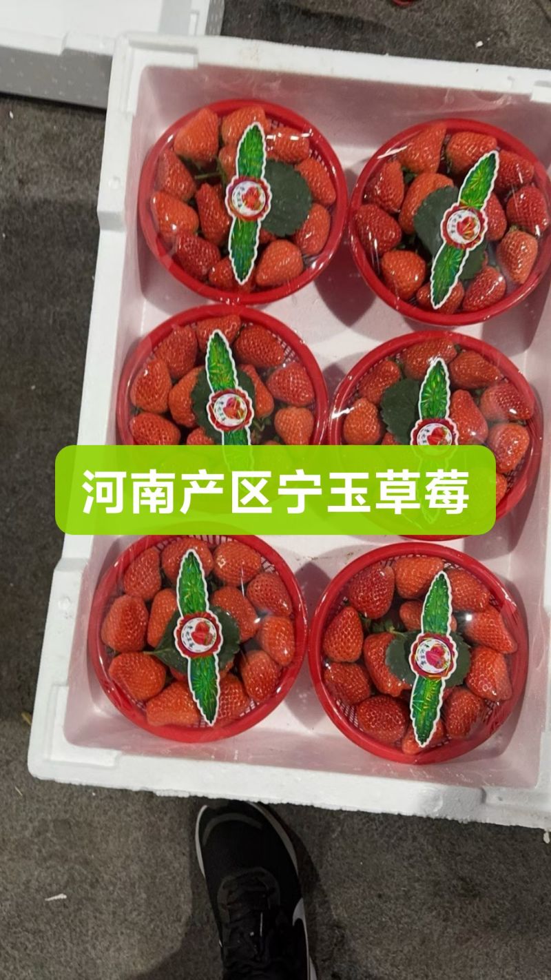 宁玉草莓大量上市有想法的老板看过来了！！！