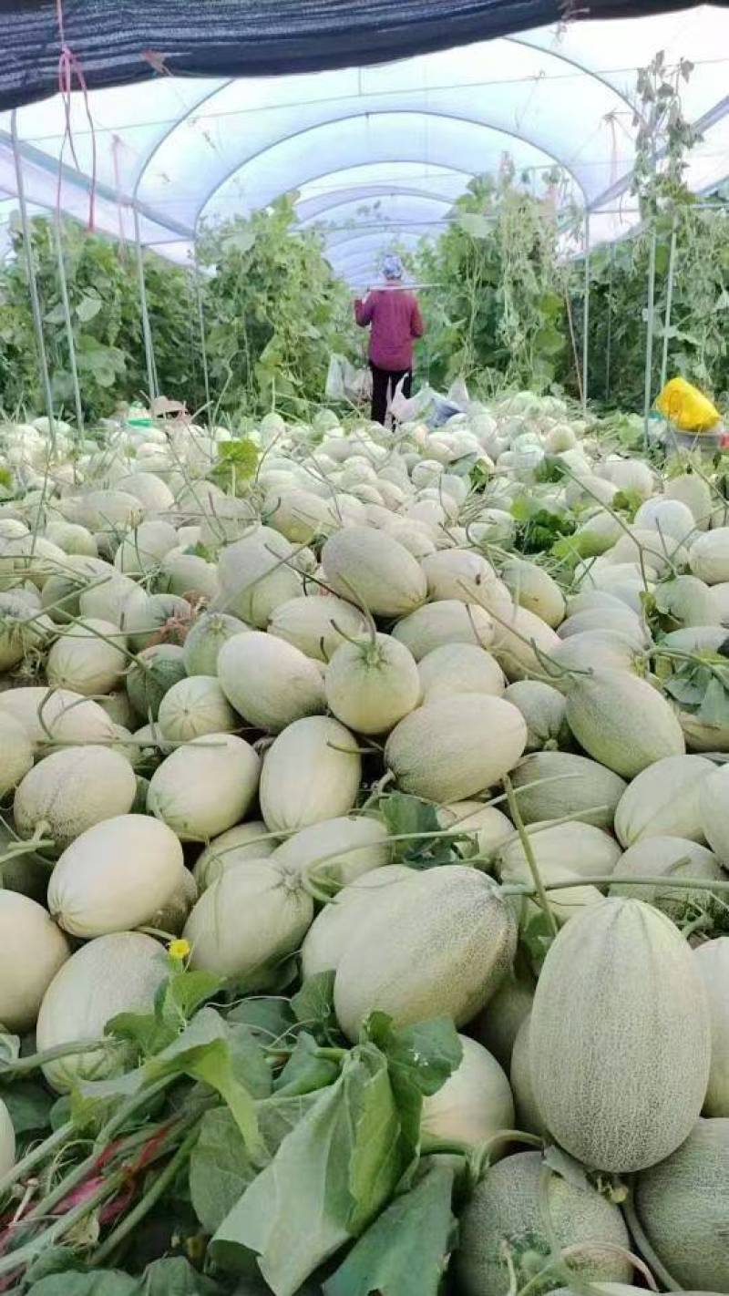 哈蜜瓜，海南蜜瓜，晓蜜25，长期出货，整车发货