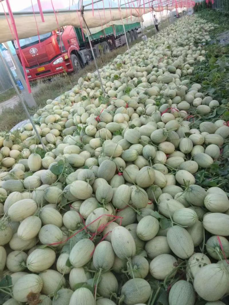 哈蜜瓜，海南蜜瓜，晓蜜25，长期出货，整车发货