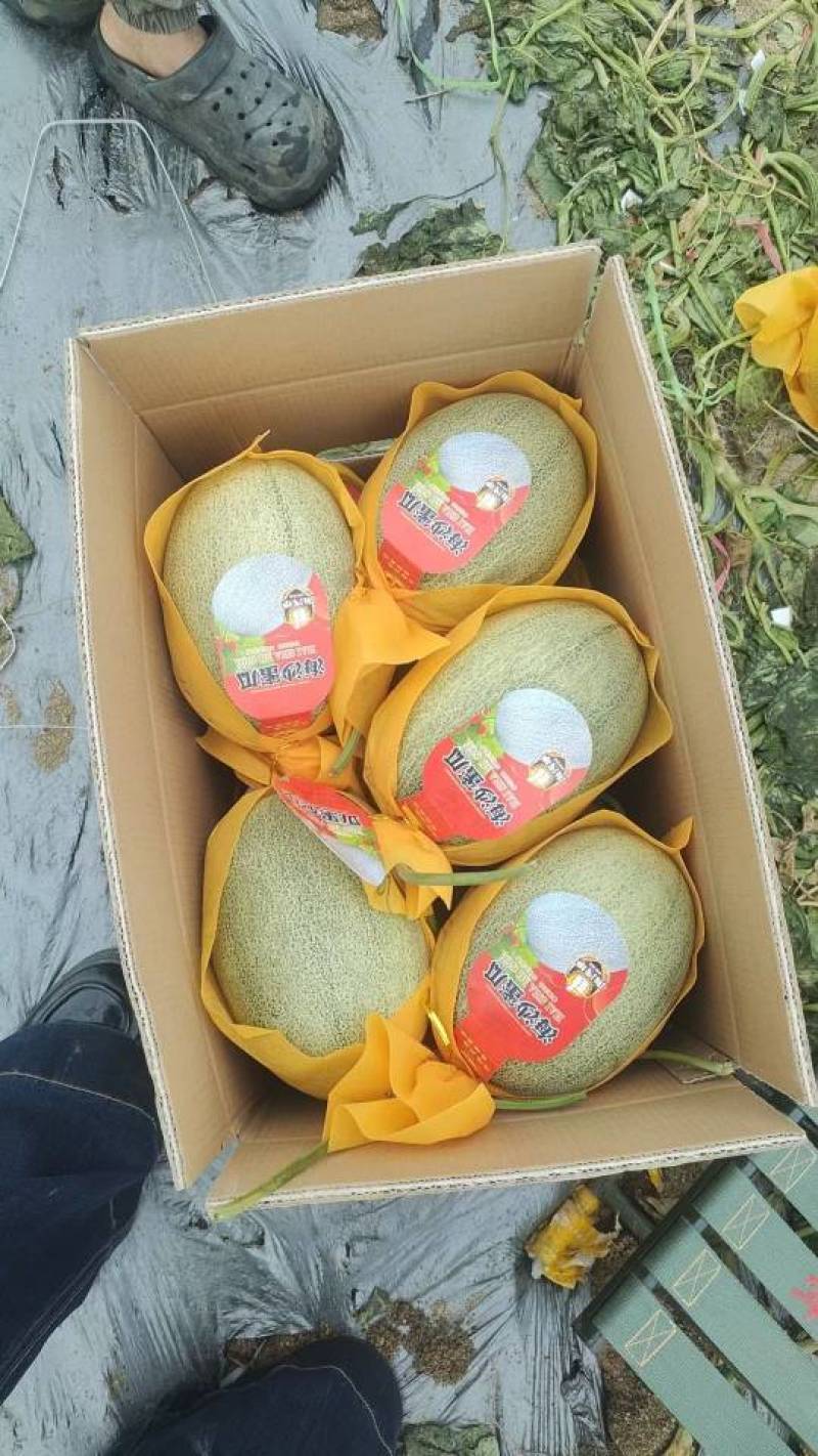 哈蜜瓜，海南蜜瓜，晓蜜25，长期出货，整车发货